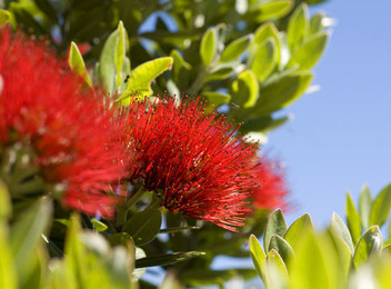 Native New Zealand Pohutukawa Tree