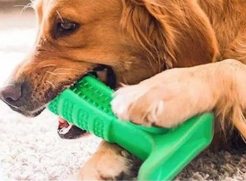 Green Dog Toothbrush Chew Toy