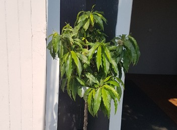 Peach or Nectarine Dwarf Fruit Tree