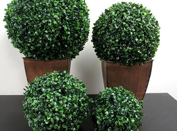 Boxwood Topiary Balls Range