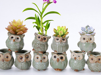 Mini Owl Ceramic Flowerpot Packs