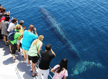 Double Pass - Auckland Whale & Dolphin Safari
