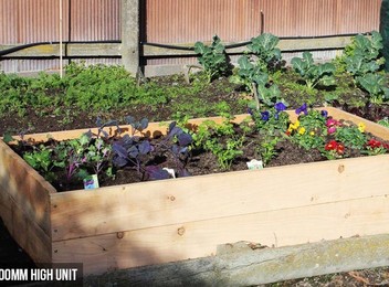 Macrocarpa Raised Garden Bed