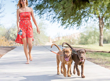 Dual Retractable Dog Walking Leash