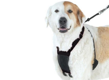 Anti-Pull Breathable Dog Harness