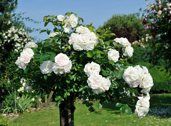 Iceberg Standard Rose Plant