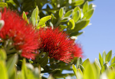 Pohutukawa Metrosideros Maori Princess Tree - Option for Christmas Wrapped