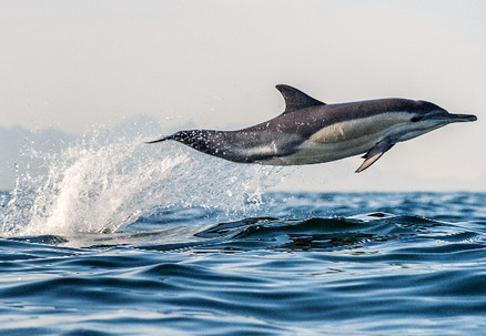 Half-Day Dolphin & Wildlife Cruise for One Adult - Option for Child or Infant