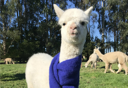 Alpaca Feeding incl. General Admission at Cornerstone Alpaca Stud & 5% Discount on Food & Drinks at Cornerstone Kitchen - Options for Child Pass