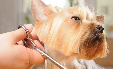 Full Dog Groom - GrabOne