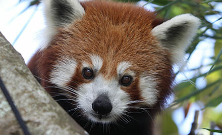 Coupon auckland zoo