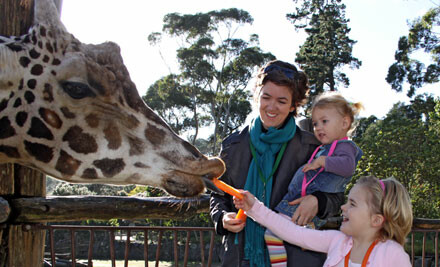 Coupon auckland zoo
