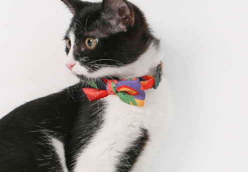 Pidan Premium Cat Bow Tie Collar and Stylish Accessory - Four Options Available - Elsewhere Pricing $15.90