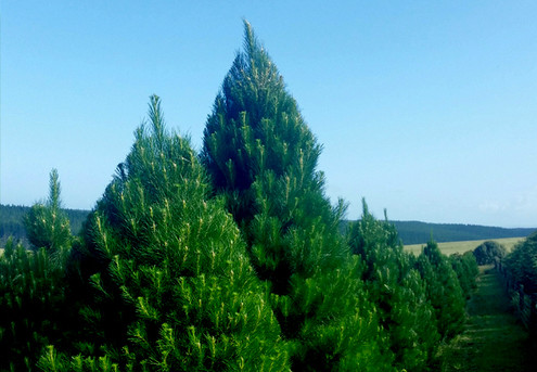 Fresh Premium Christmas Tree - Three Sizes Available - Auckland Only - Delivered in Time for Christmas!