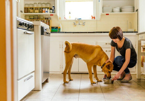$50 Voucher for Dog Food from Meat 2 U - Option for $100 Voucher