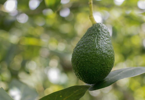 Box of NZ Grown Hass Avocados - Four Options Available