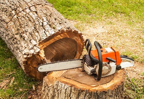 Professional Arborist Services for Four Hours incl. Hedge Trimming, Tree Pruning & Difficult Tree Removal - Option for Eight Hours