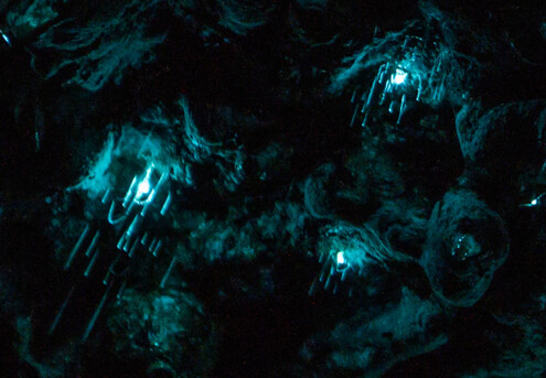 One Pass to Auckland Glowworm Tour