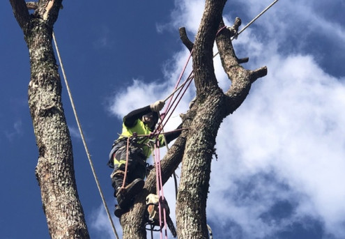 Two Hours Of Professional Tree Care Services incl.Tree Trimming, Maintenance, Hedge Trimming, Tree Removal & More