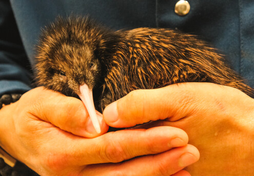 Up to 40% Off, Visit Pukaha National Wildlife Centre - Options for a Family Guided Experience, Premium Half Day Experience for Two Adults, or Single Adult Entry with Morning or Afternoon Tea