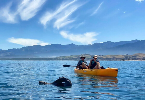 kaikoura grabone