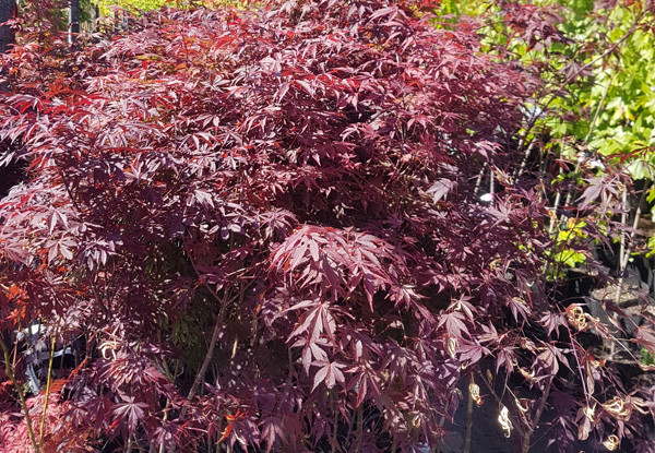 Japanese Maple Tree • GrabOne NZ