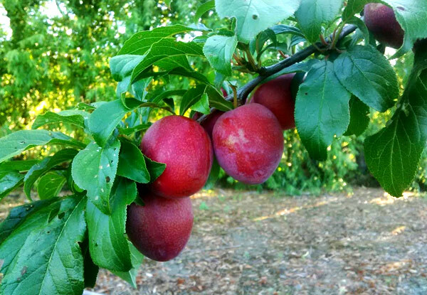 doris plums