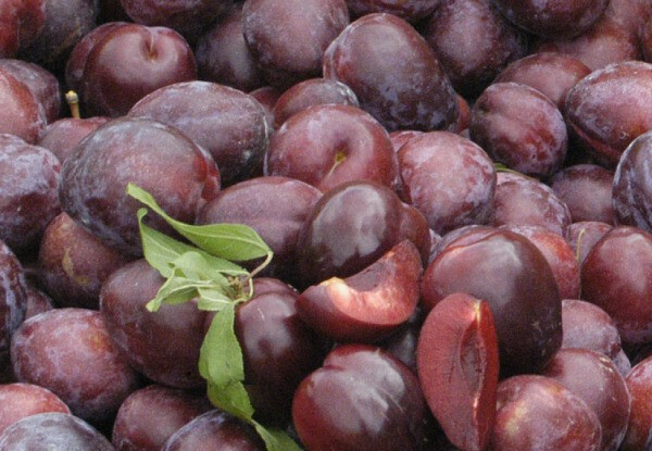 Black Doris Plums • GrabOne NZ