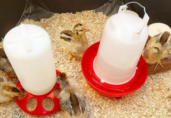 1L Chick Feeder & 1.5L Chicken Waterer Kit