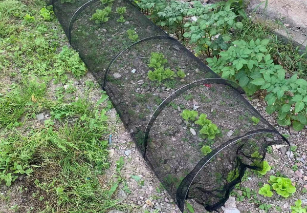 3m Plant Grow Tunnel Net - Option for Two