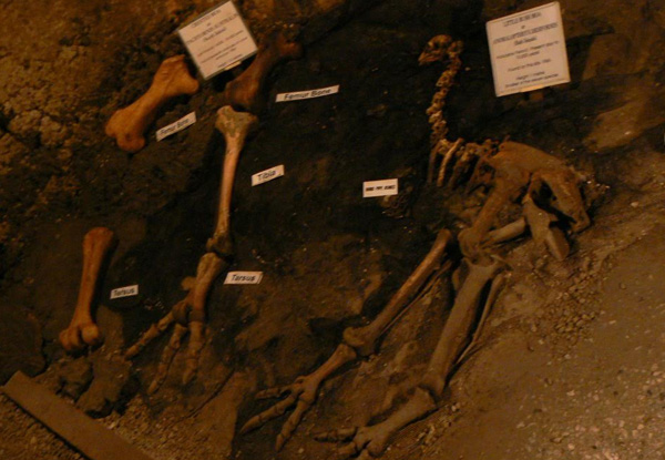 Family Guided Tour of Ngarua Caves featuring Skeletal Remains of Extinct Moa