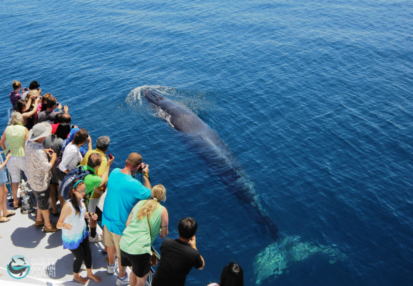 Auckland Whale & Dolphin Safari Adult Ticket 
- Option for Child Ticket Available- Valid from 13th of July