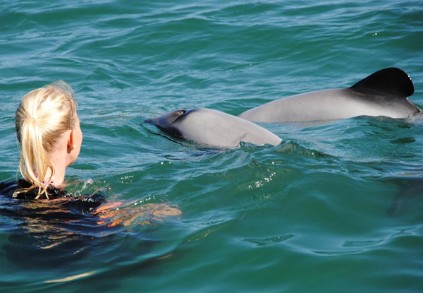 Swim in the Wild with Hector Dolphins in Akaroa for One Adult - Option for Child or for Spectator Only Passes