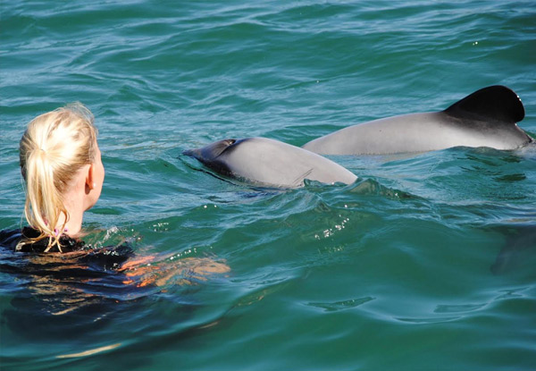 Swim in the Wild with Hector Dolphins in Akaroa for One Adult - Option for Child