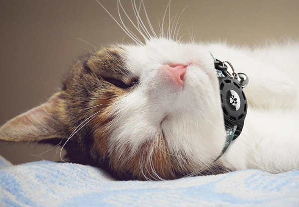 Reflective Cat Collar with Bell - Three Colours Available