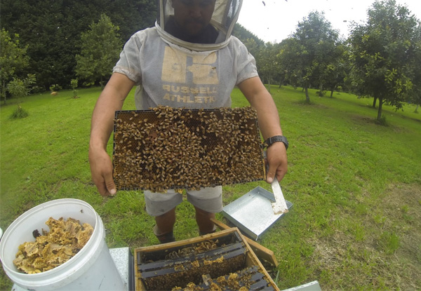 Beekeeping Teaser Experience incl. Take-Home Honey & Transport - Option for Half Day Be a Beekeeper, Full Day or Help Prepare Beehives for the Nectar Flow or Harvest Honey