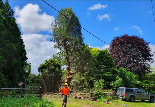 Two-Man Crew for Two Hours of Professional Tree Work Services incl. Tree Pruning, Shaping & Hedge Trimming - Option for Three Hours
