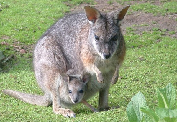 One Adult Entry or One Child Entry to Paradise Valley Springs Wildlife Park