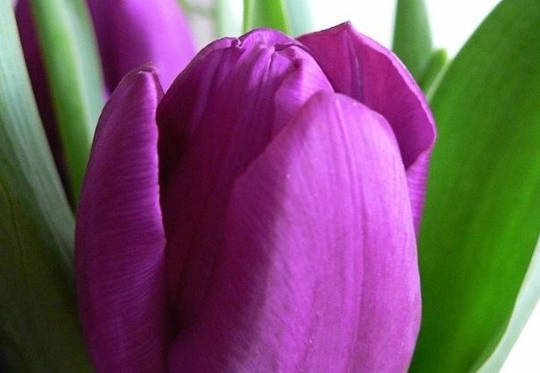 50 Mixed Colour Tulip Bulbs - Options for 30 Single Colour Tulip Bulbs