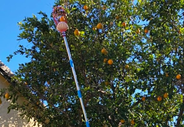 Fruit Picker Pole with Telescoping Basket