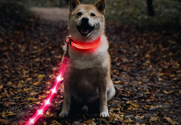 USB Rechargeable LED Dog Leash - Available in Three Colours & Option for Two