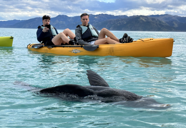 2.5 - 3 Hour Guided Kaikoura Seal & Marine Life Kayaking Experience for One Adult - Options for Child, Two Adults or Four Adults