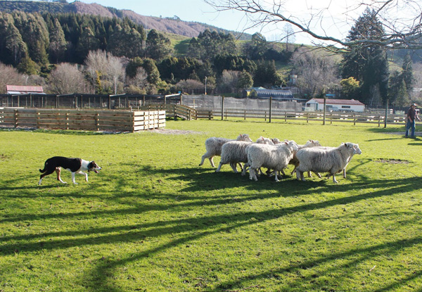 the farm tour (rotorua heritage farm)