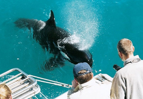Up to 50% off Auckland Whale & Dolphin Safari Tickets - Adult & Child Options Available