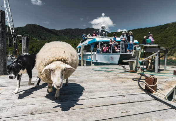 Pelorus Mail Boat Scenic Cruise Through the Marlborough Sounds - Option for Adult or Child
