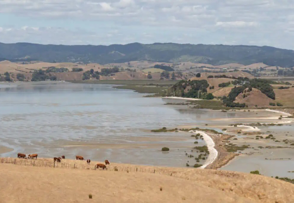 Half Day Enchanting Duder Regional Park Walking Tour