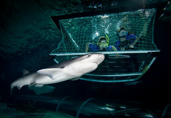 Snorkel with the Sharks at SEA LIFE Kelly Tarlton’s