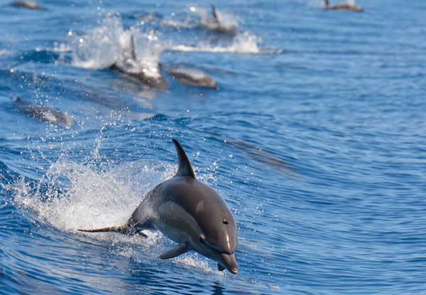 Adult Auckland Whale & Dolphin Safari Ticket for Two