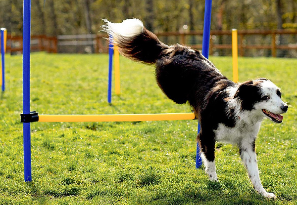 28-Piece Dog Agility Training Set