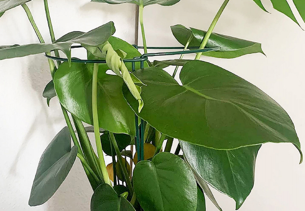 Six-Piece Plant Support Stakes